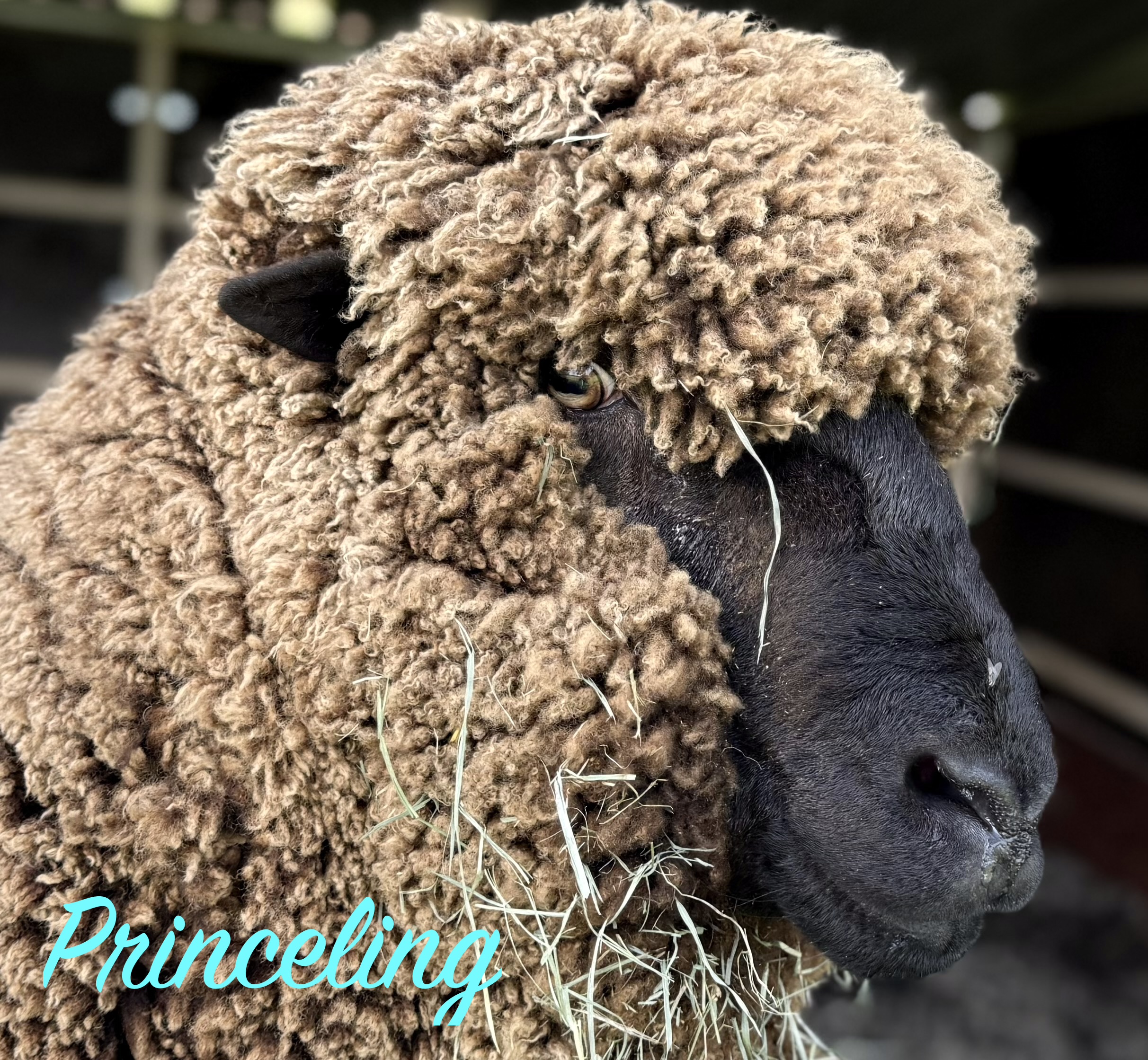 Cormo Yarn, Sport Weight, Natural Grey: Perry & Princeling - Image 3